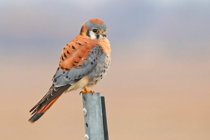 Great Salt Lake Birding and Nature Adventure - FAQ