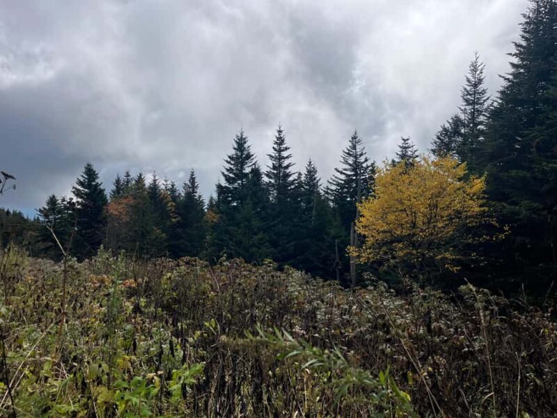 Great Smoky Mtns: Folklore Flora Fauna - Storytelling Hikes - The Sum Up: Is It Worth It?