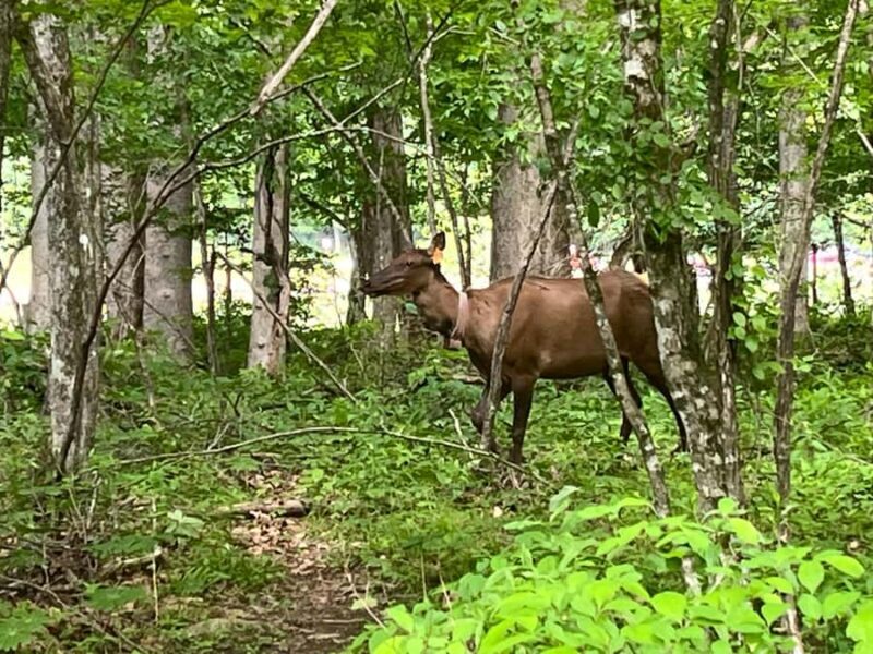 Great Smoky Mtns: Folklore Flora Fauna - Storytelling Hikes - FAQ