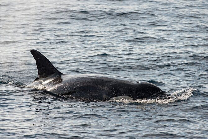 Great Whales Education Programe Dolphins and Whales are in SL - Who Should Book This Experience?