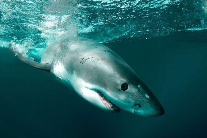 Great White Sharks Topside in Monterey Bay - Why Choose This Tour?