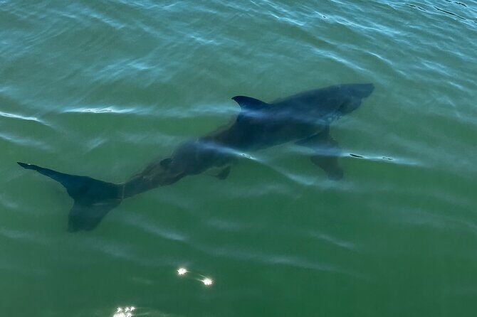 Great White Sharks Topside in Monterey Bay - Who Will Love This Tour?