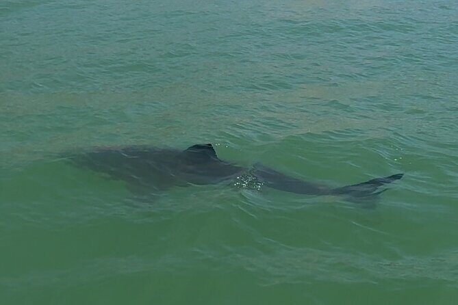 Great White Sharks Topside in Monterey Bay - Final Thoughts