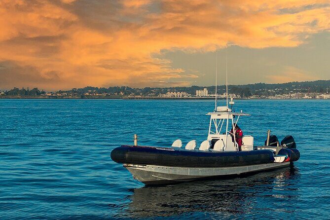 Great White Sharks Topside in Monterey Bay - FAQ