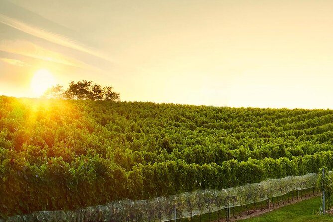 Great Wine Tour in Small Carpathian Hills - Key Points