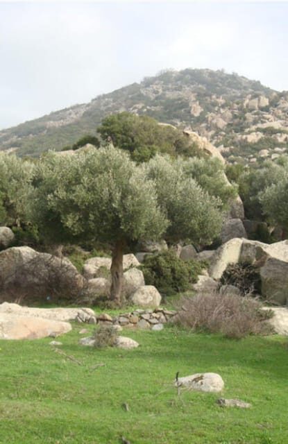 Greece: Private Olive Oil Tasting and Corinth Canal Tour - The Sum Up