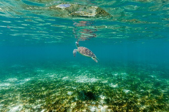 Green Island Day Trip from Cairns - The Sum Up: Who Should Consider This Tour?