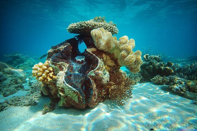 Green Island Half-Day Trip from Cairns - Analyzing the Experience: Expectations vs. Reality