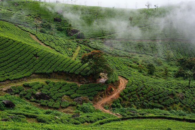 Green Magic Day Tour to Munnar - Key Points