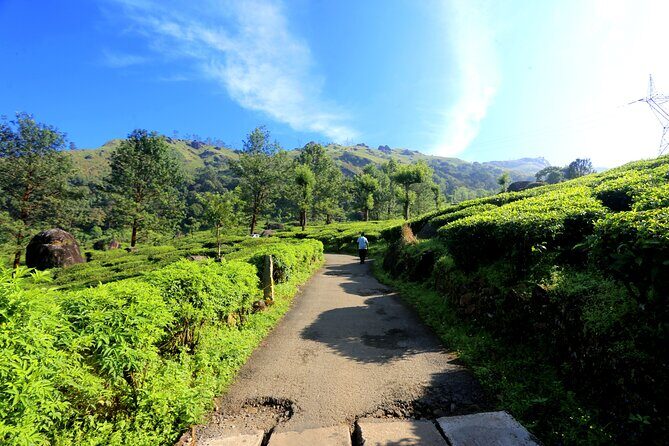 Green Magic Day Tour to Munnar - An In-Depth Look at the Tour Experience