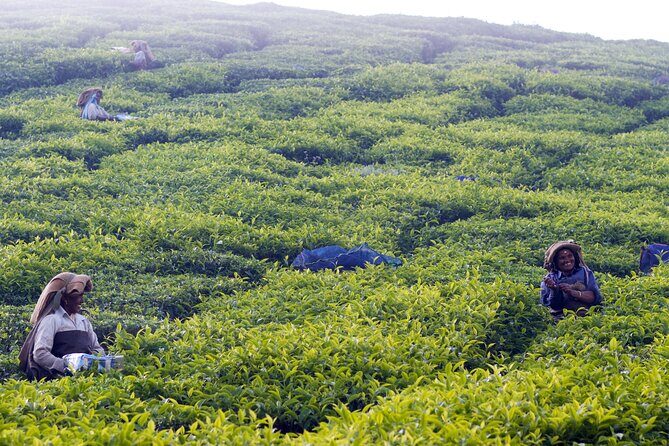 Green Magic Day Tour to Munnar - Who Is This Tour Best For?