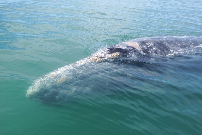 Grey whale watching in Puerto Chale, Mexico - Introduction