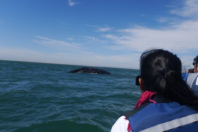 Grey whale watching in Puerto Chale, Mexico - Practical Tips