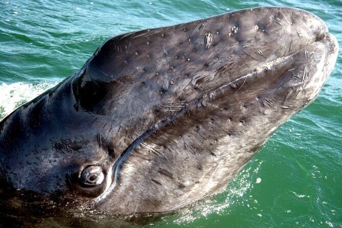 Grey whale watching in Puerto Chale, Mexico - Who Will Love This Tour?