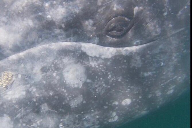 Grey whale watching in Puerto Chale, Mexico - The Sum Up
