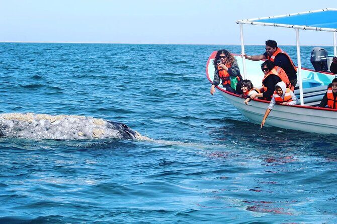 Grey Whale Watching with Expert Local Guides - The Itinerary: What to Expect and Why It Matters