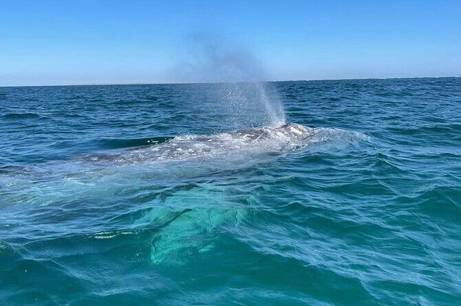Grey Whale Watching with Expert Local Guides - The Experience Provider: San Miguel Tours