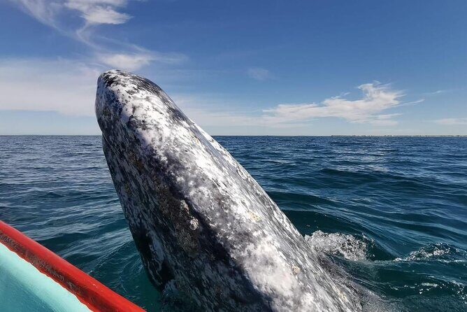 Grey Whale Watching with Expert Local Guides - The Sum Up: Who’s It For?