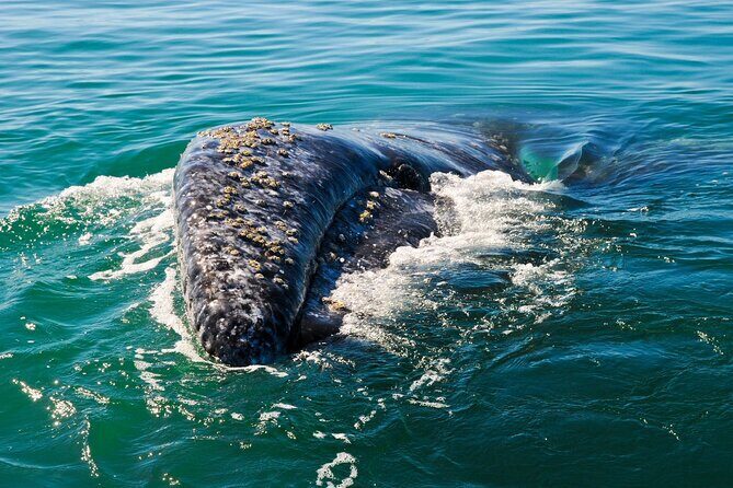 Grey Whales at Puerto Chale Private Expedition - Pricing and Value: Is It Worth It?