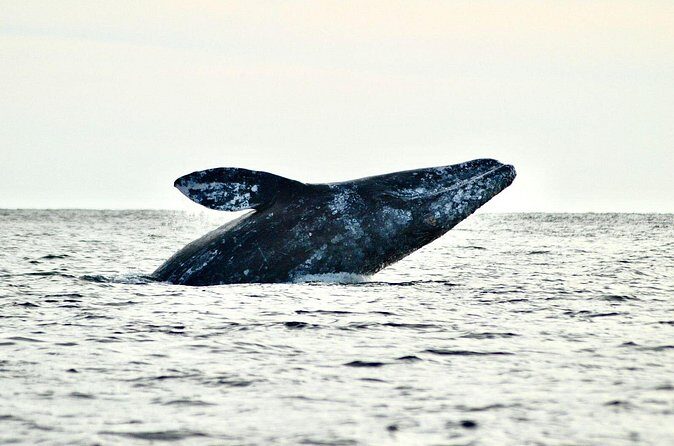 Grey Whales at Puerto Chale Private Expedition - Practical Tips for Your Whale Watching Adventure