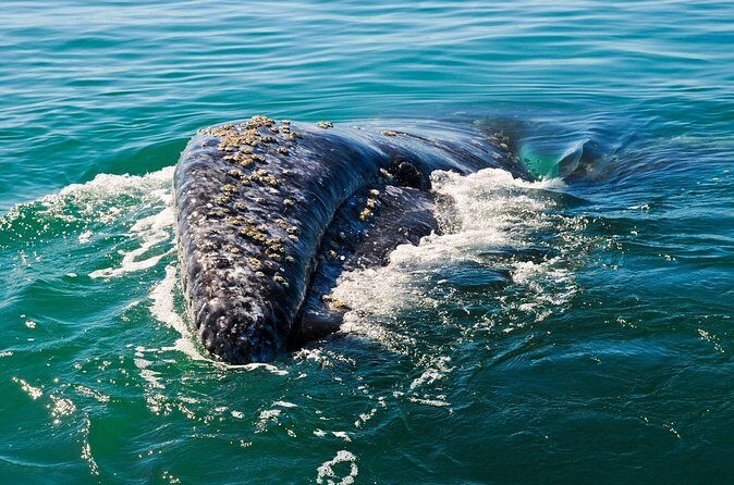 Grey Whales at Puerto Chale Private Expedition - Final Thoughts