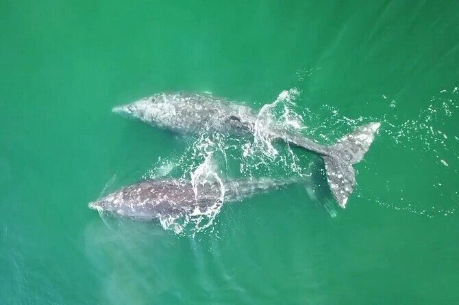 Grey Whales at Puerto Chale Private Expedition - FAQ