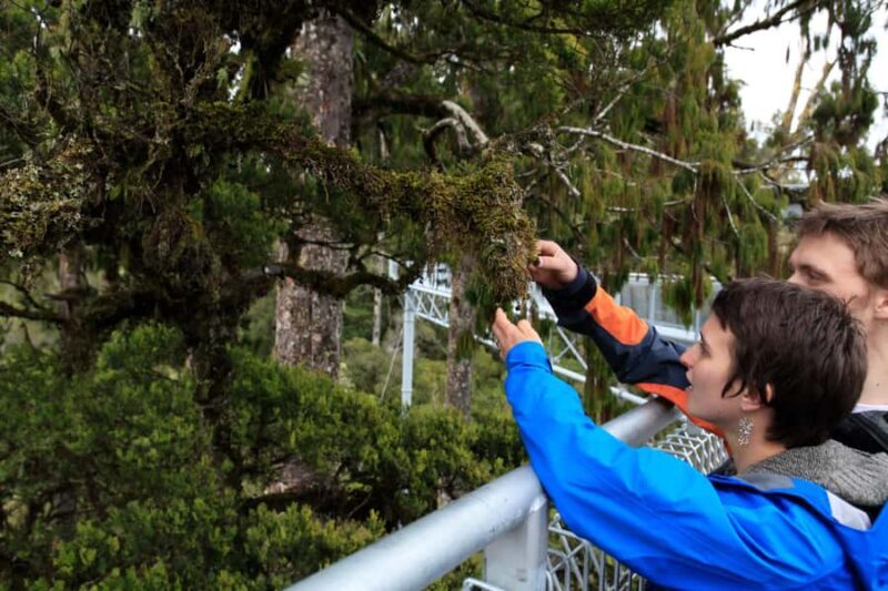 Greymouth: Hokitika Gorge and Tree Top Walkway Half-Day Tour - What We Loved About This Tour