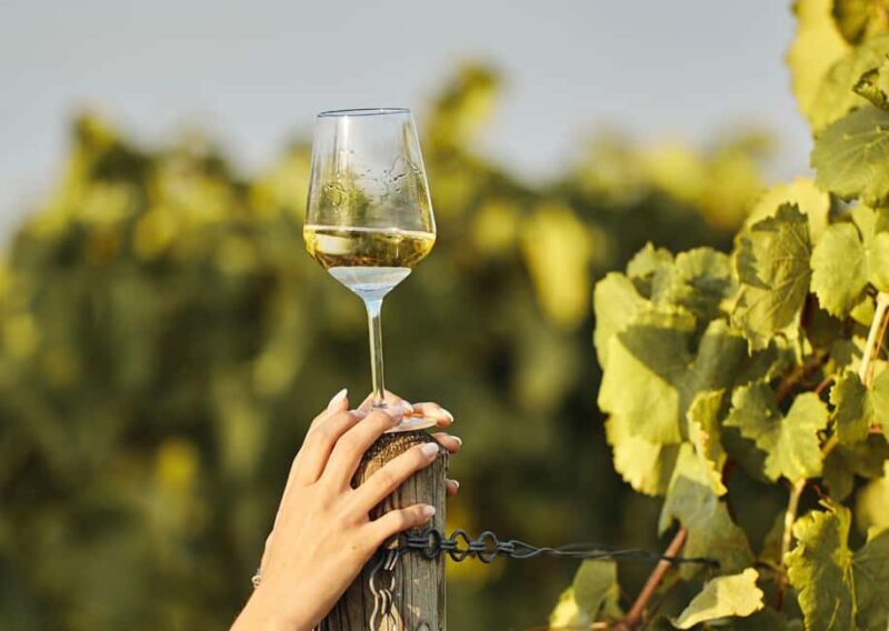 Grimaud: Horseback Riding & Wine Tasting in Maures Forest - Exploring the South of France: Horseback Riding & Wine Tasting in Maures Forest