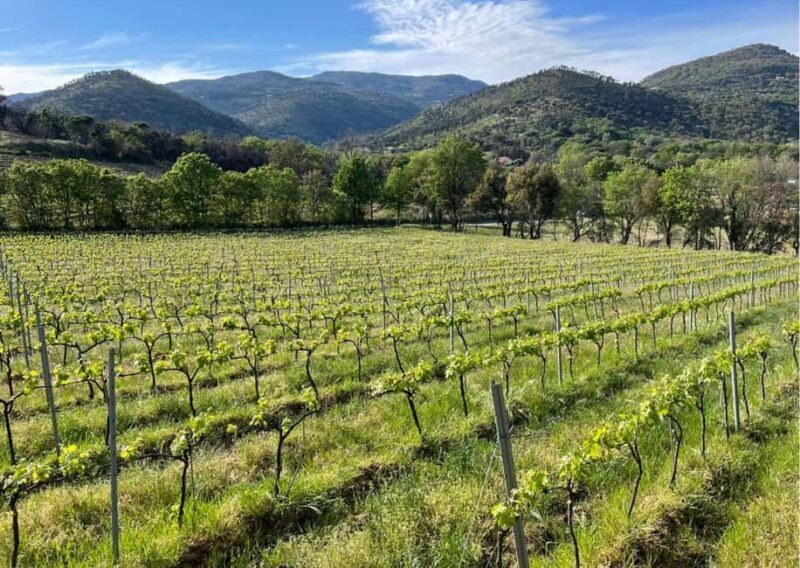 Grimaud: Horseback Riding & Wine Tasting in Maures Forest - Key Points