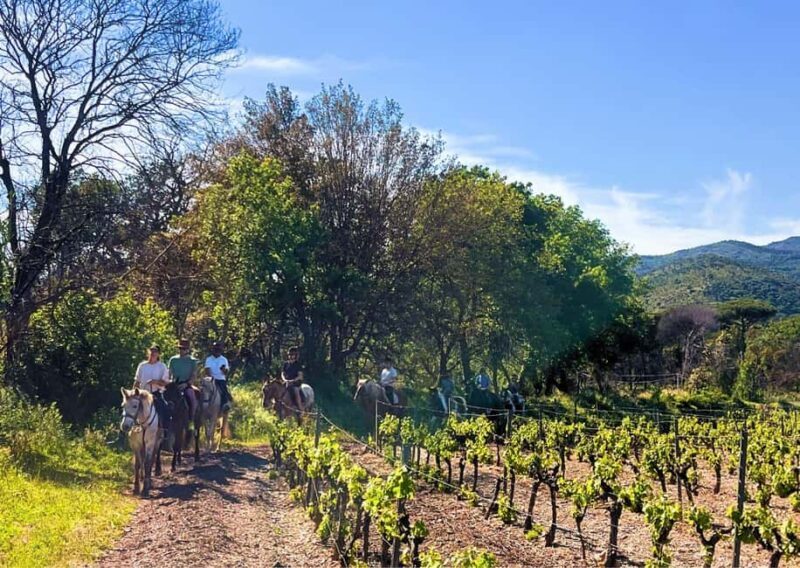 Grimaud: Horseback Riding & Wine Tasting in Maures Forest - Authenticity and Value