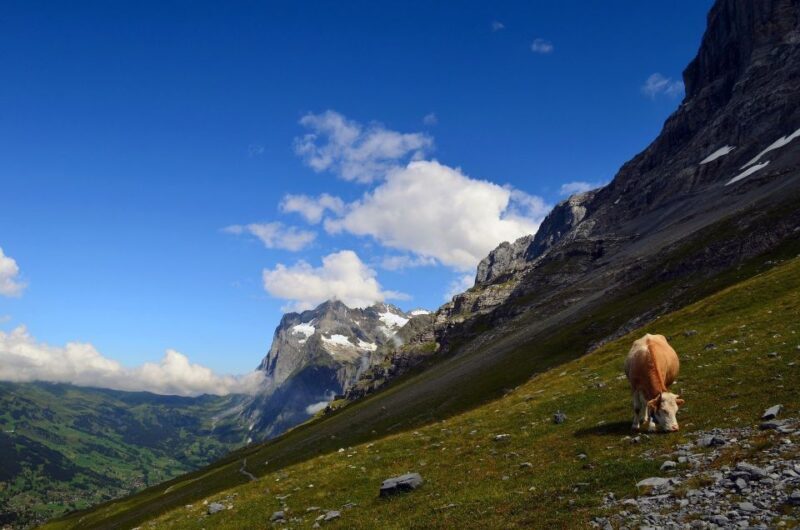 Grindelwald: Guided 7 Hour Hike - The Sum Up