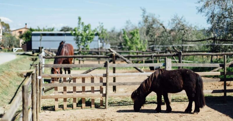Grosseto: visit the family farm with tasting of local food - Key Points