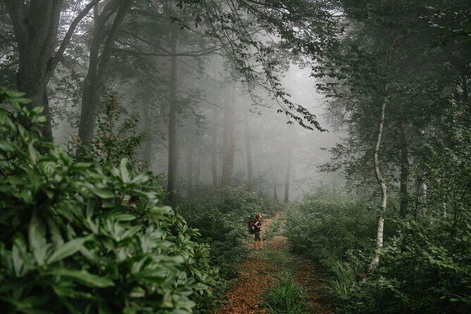 Group Hiking Tour in Mtirala National Park - Key Points