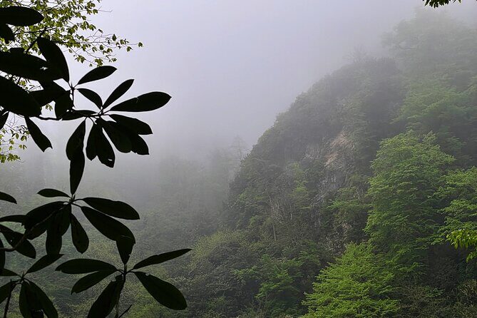 Group Hiking Tour in Mtirala National Park - FAQ