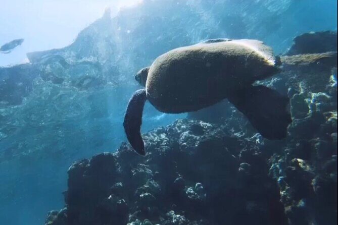 Group Snorkel Excursions in Lahaina, Maui - The Itinerary and What You Can Expect