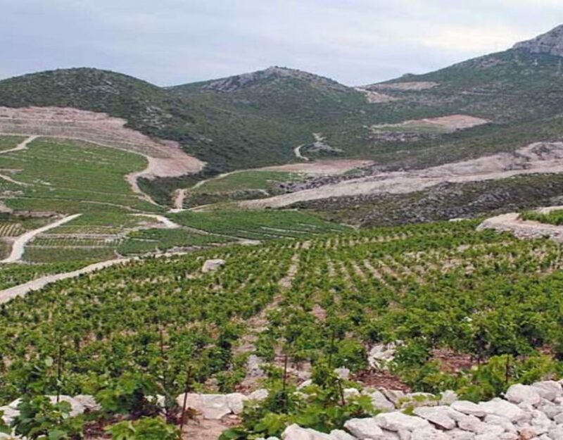 Group Tour From Dubrovnik: Ston and Peljesac Wineries Tour - An In-Depth Look at the Dubrovnik to Ston and Peljesac Wineries Tour