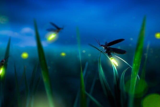 Group Tour: Kuala Selangor Firefly Blinking's including Dinner - Key Points