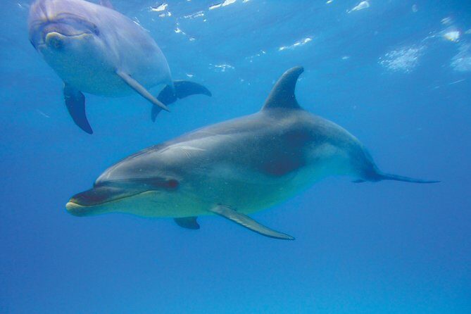 Group tour to Bay of Islands return from Auckland - An Introduction to the Experience