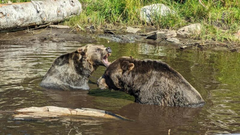 Grouse Mnt+StanleyPark+Hatchery+Cleveland Dam+LynnCanyonTOUR - Key Points