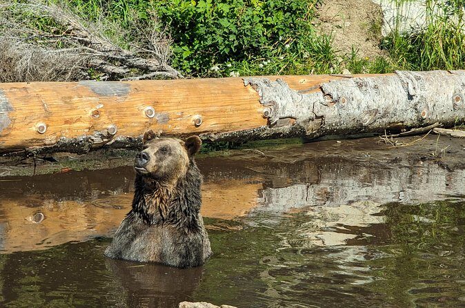 Grouse Mtn Stanley Park Hatchery Cleveland Dam Lynn Canyon Tour - Frequently Asked Questions