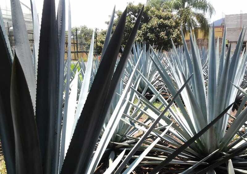 Guadalajara: Horse Riding on the Tequila Route with Tastings - Who Will Love This Tour?