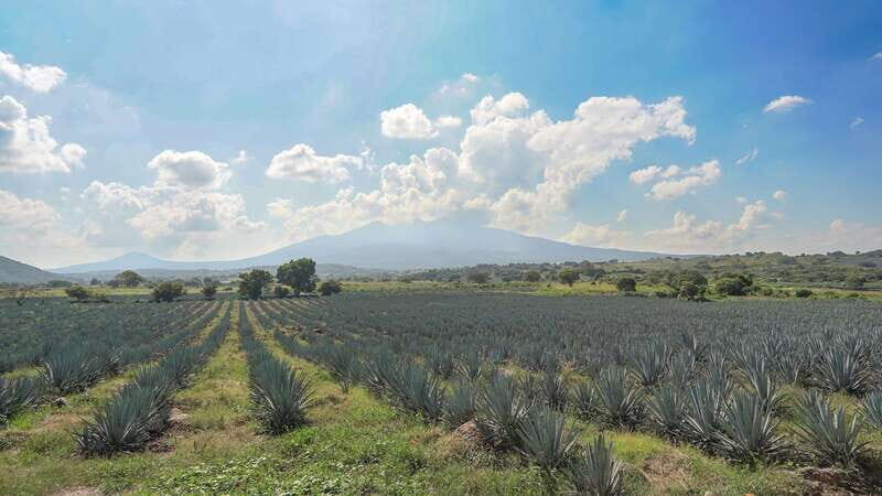 Guadalajara: Premium Tequila Tour with Tastings and Pairings - An Overview of the Experience