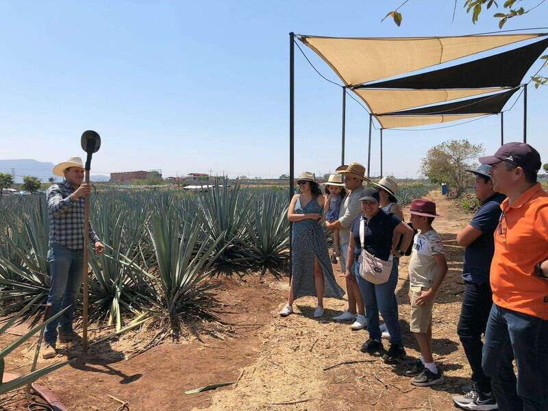 Guadalajara: Premium Tequila Tour with Tastings and Pairings - The Verdict: Who Will Love This Tour?