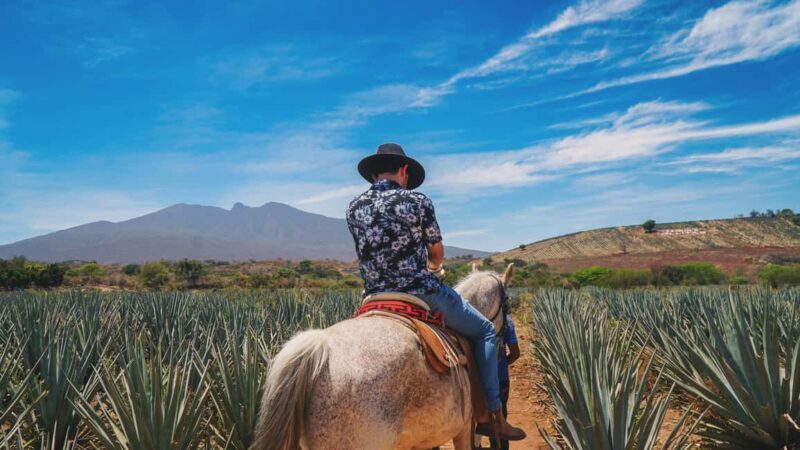 Guadalajara: Tequila Day Trip with Jose Cuervo Option - Key Points