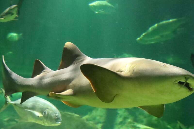 Guadalajara: ticket to Michin Aquarium - The Five Pavilions: A Mini World Tour