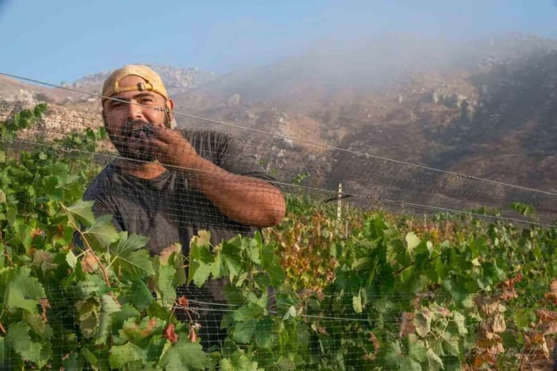 Guadalupe Valley: The Art of Wine, Exclusive Route, and Gourmet Food - Why This Tour Offers Great Value