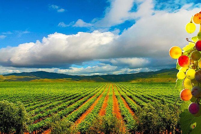 Guadalupe Valley Wine Route Tour in Baja California - Exploring the Guadalupe Valley Wine Route: A Balanced Look at a Top Baja California Experience