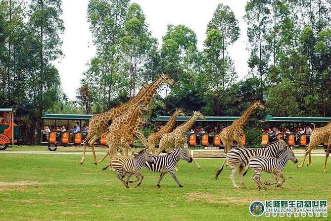 Guangzhou Private Day Tour to Chimelong Safari Park - Key Points