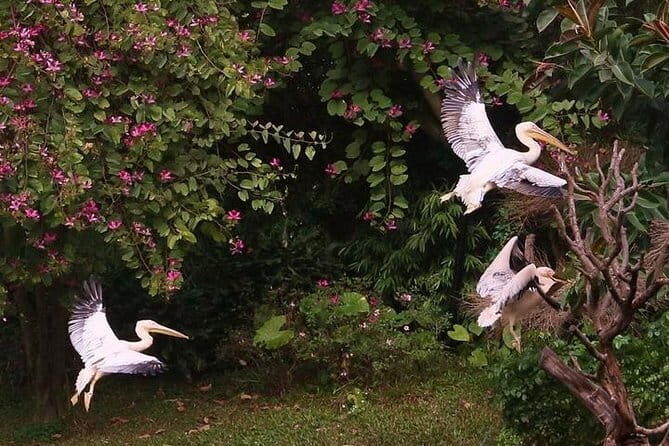 Guangzhou Private Day Tour to Chimelong Safari Park - Exploring Chimelong Safari Park: What Makes It Special?