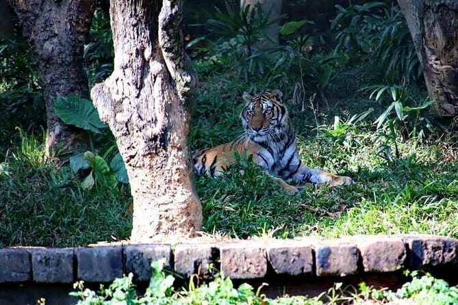 Guangzhou Private Day Tour to Chimelong Safari Park - The Sum Up